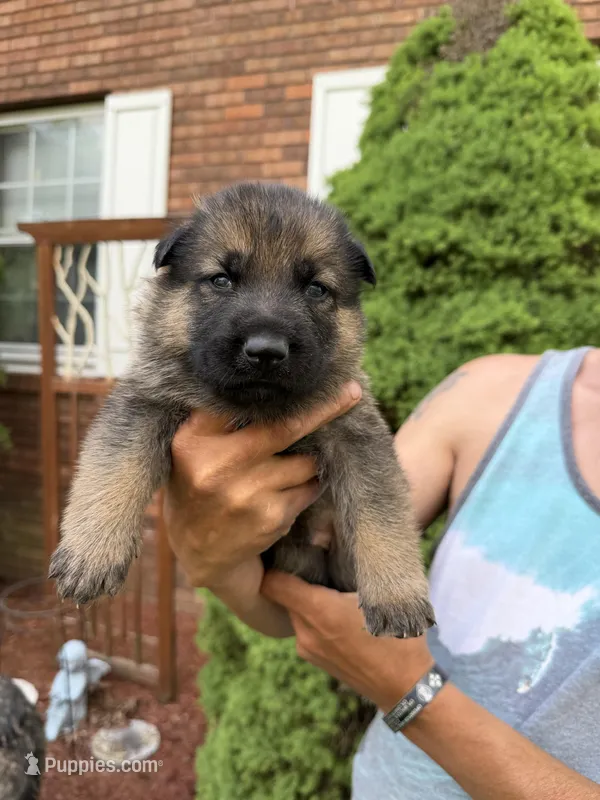 Blue Boy – German Shepherd Dog puppy for sale in Fort Ashby, WV
