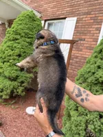 Blue Boy, a male German Shepherd Dog for sale in Fort Ashby, WV – Photo 2 of 2