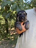 Coral Girl, a female German Shepherd Dog for sale in Fort Ashby, WV – 2 of 2