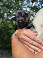 Orange Boy, a male German Shepherd Dog for sale in Fort Ashby, WV – 2 of 3