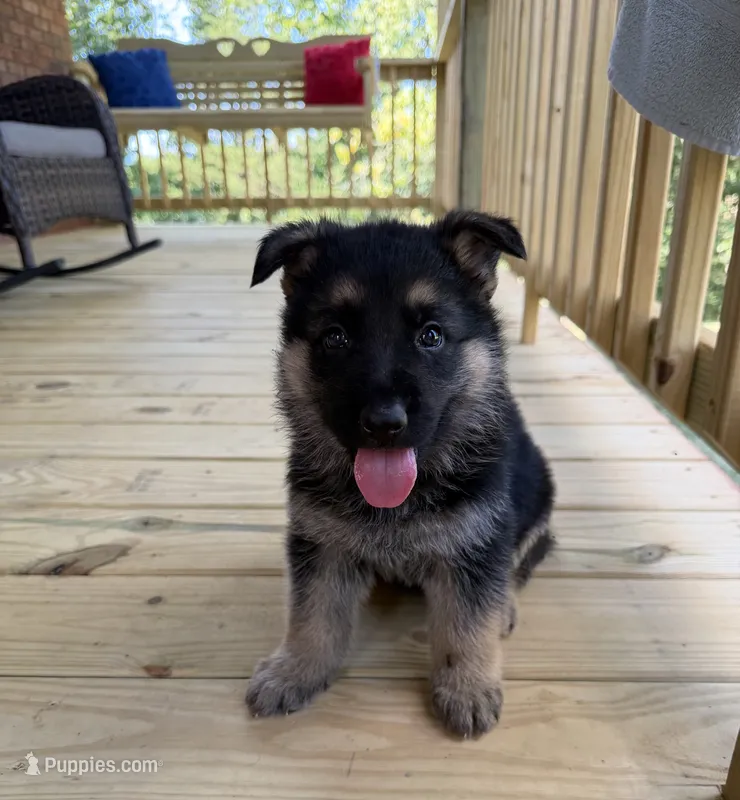 Purple Girl – German Shepherd Dog puppy for sale in Fort Ashby, WV