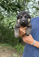 Teal Girl, a female German Shepherd Dog for sale in Fort Ashby, WV – 1 of 2