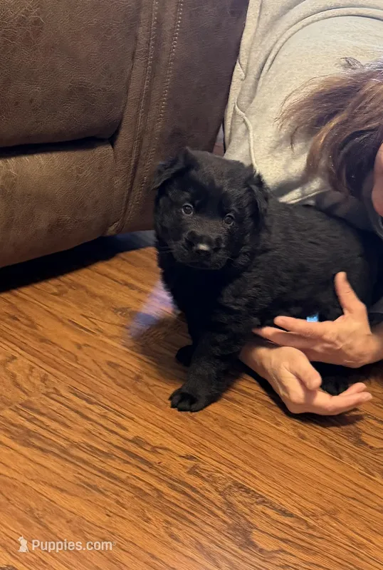 Pink Girl – German Shepherd Dog puppy for sale in Fort Ashby, WV