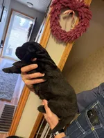 Pink Girl, a female German Shepherd Dog for sale in Fort Ashby, WV – Photo 2 of 2