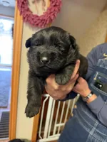 Pink Girl, a female German Shepherd Dog for sale in Fort Ashby, WV – Photo 1 of 2