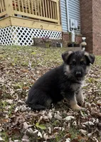 Purple Girl, a female German Shepherd Dog for sale in Fort Ashby, WV – 3 of 10