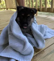 Purple Girl, a female German Shepherd Dog for sale in Fort Ashby, WV – 8 of 10