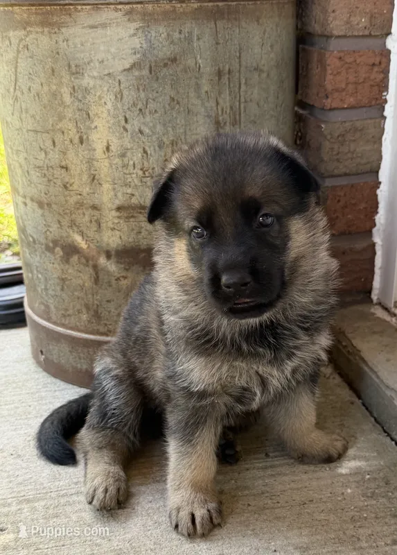 Blue Boy – German Shepherd Dog puppy for sale in Fort Ashby, WV