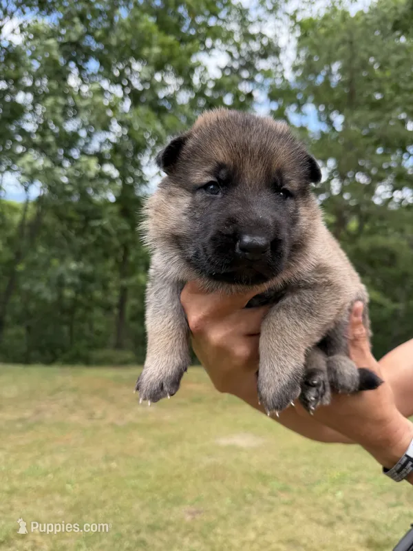 Orange Boy – German Shepherd Dog puppy for sale in Fort Ashby, WV