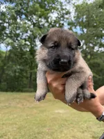 Orange Boy, a male German Shepherd Dog for sale in Fort Ashby, WV – 1 of 2