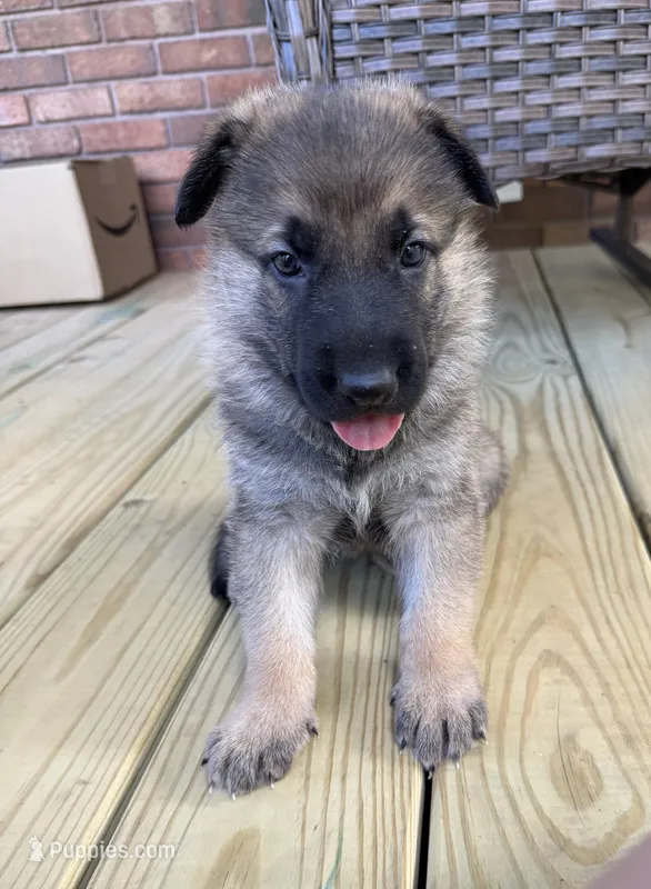 Orange Boy – German Shepherd Dog puppy for sale in Fort Ashby, WV