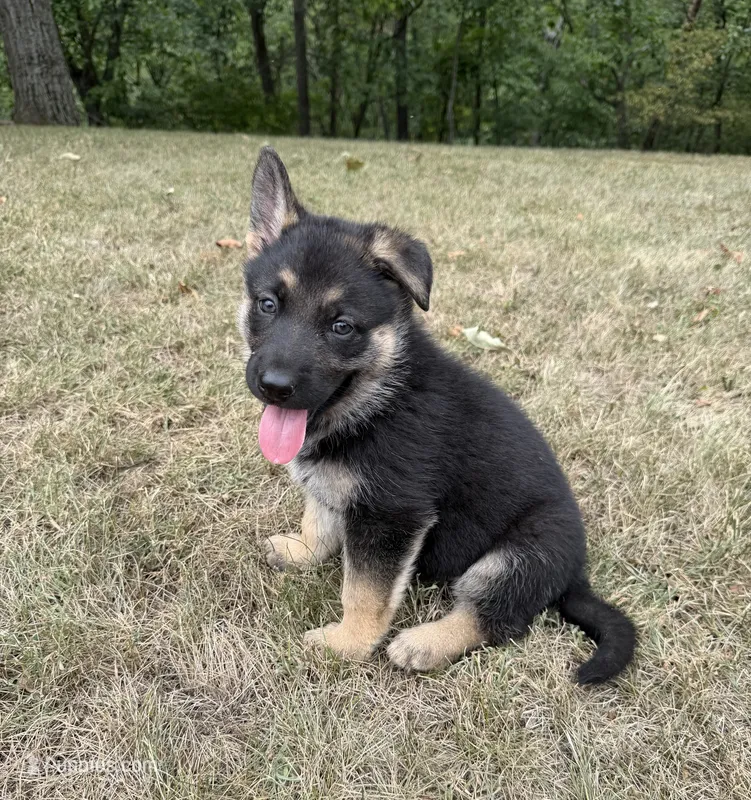 Pink Girl – German Shepherd Dog puppy for sale in Fort Ashby, WV