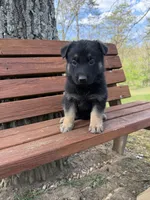 Coral Girl, a female German Shepherd Dog for sale in Fort Ashby, WV – 6 of 8