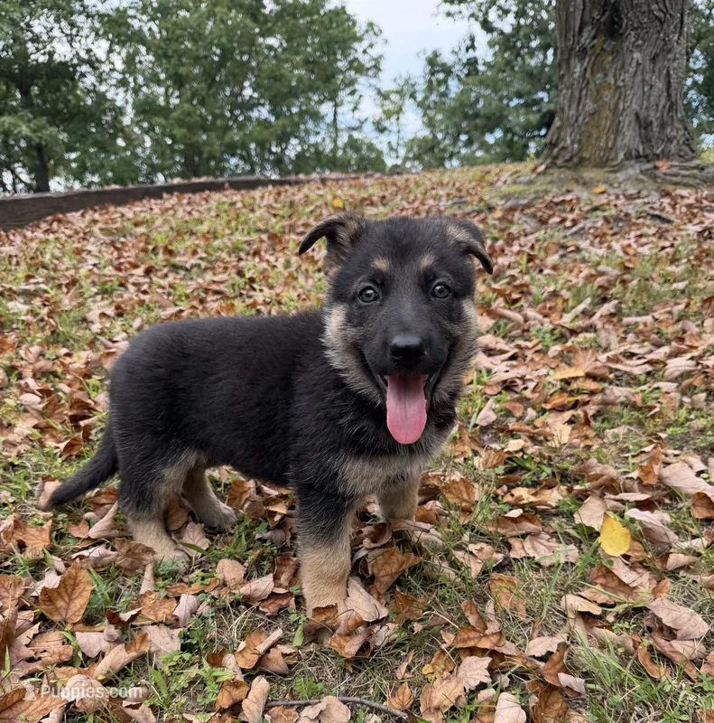 Pink Girl – German Shepherd Dog puppy for sale in Fort Ashby, WV