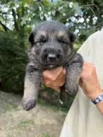 Blue Boy, a male German Shepherd Dog for sale in Fort Ashby, WV – 2 of 2