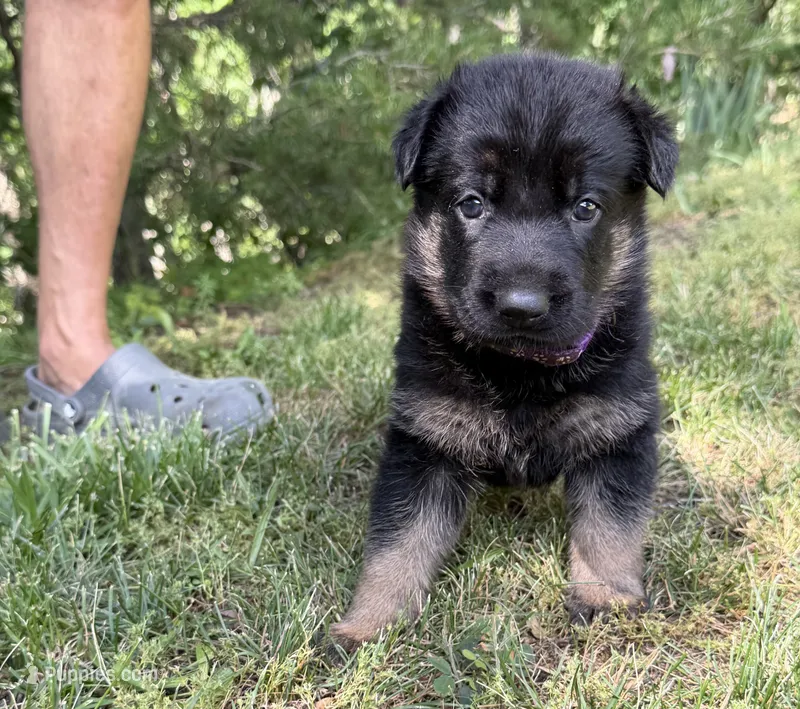 Purple Girl – German Shepherd Dog puppy for sale in Fort Ashby, WV