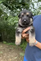 Purple Girl, a female German Shepherd Dog for sale in Fort Ashby, WV – 1 of 2