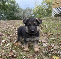 Purple Girl, a female German Shepherd Dog for sale in Fort Ashby, WV – 4 of 10