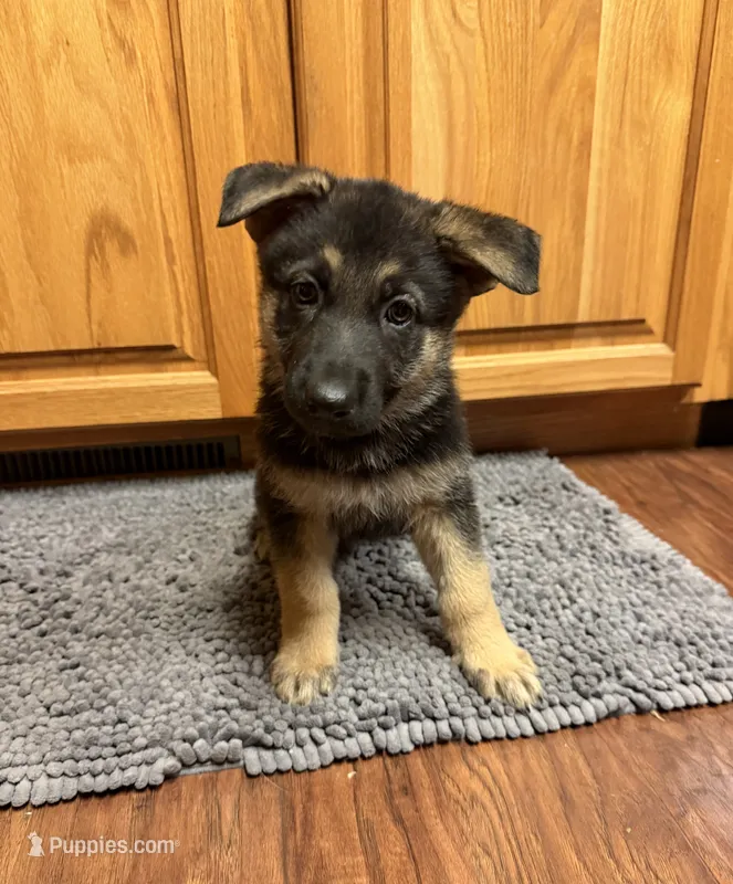 Pink Girl – German Shepherd Dog puppy for sale in Fort Ashby, WV