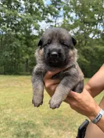 Blue Boy, a male German Shepherd Dog for sale in Fort Ashby, WV – 1 of 2