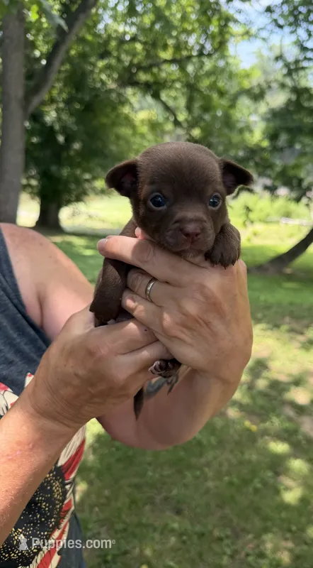Brown Boy – Chihuahua puppy for sale in Fort Ashby, WV