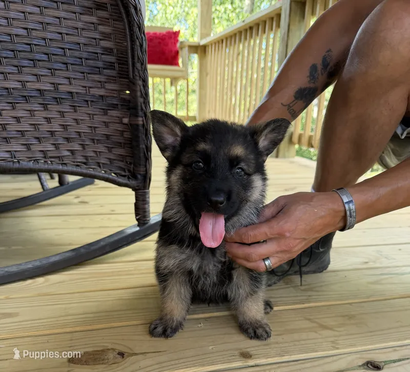 Blue Boy – German Shepherd Dog puppy for sale in Fort Ashby, WV