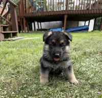 Purple Girl, a female German Shepherd Dog for sale in Fort Ashby, WV – 10 of 10