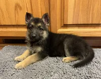 Purple Girl, a female German Shepherd Dog for sale in Fort Ashby, WV – 1 of 10