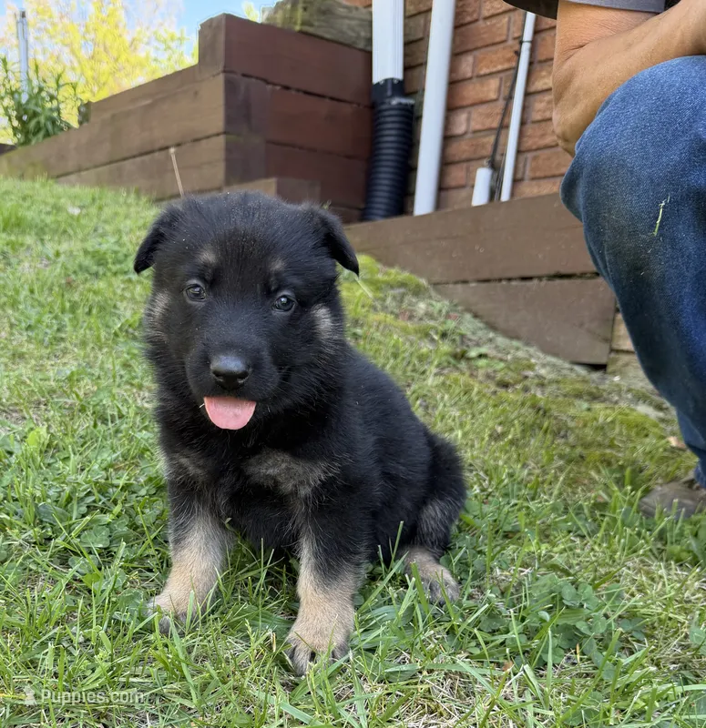 Coral Girl – German Shepherd Dog puppy for sale in Fort Ashby, WV