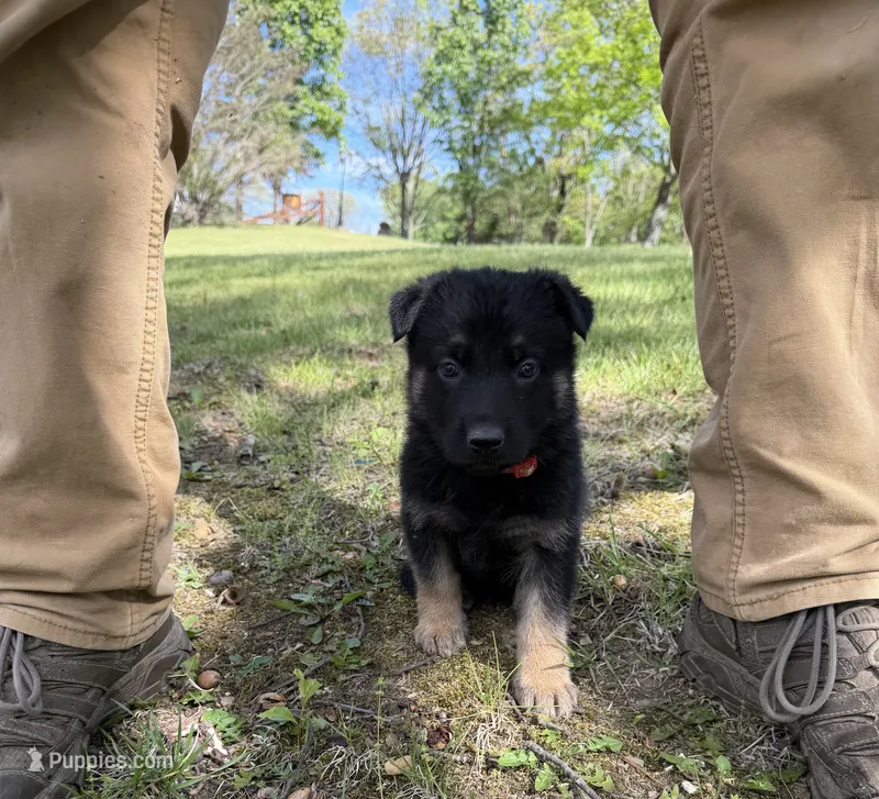 Coral Girl – German Shepherd Dog puppy for sale in Fort Ashby, WV