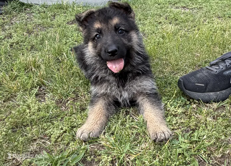 Purple Girl – German Shepherd Dog puppy for sale in Fort Ashby, WV