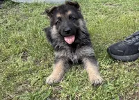 Purple Girl, a female German Shepherd Dog for sale in Fort Ashby, WV – 8 of 10