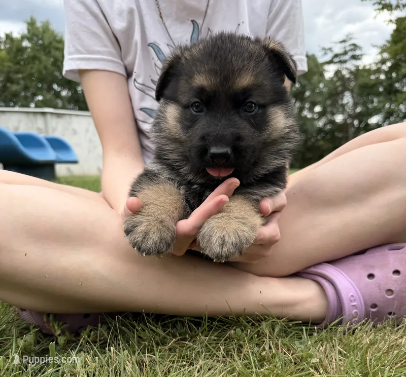 Blue Boy – German Shepherd Dog puppy for sale in Fort Ashby, WV