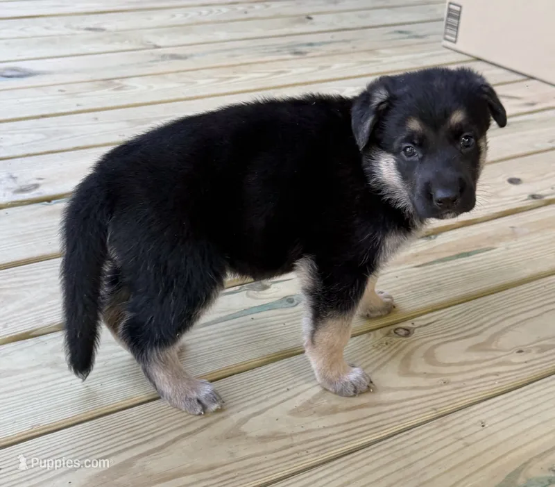 Pink Girl – German Shepherd Dog puppy for sale in Fort Ashby, WV