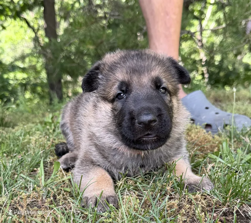 Orange Boy – German Shepherd Dog puppy for sale in Fort Ashby, WV