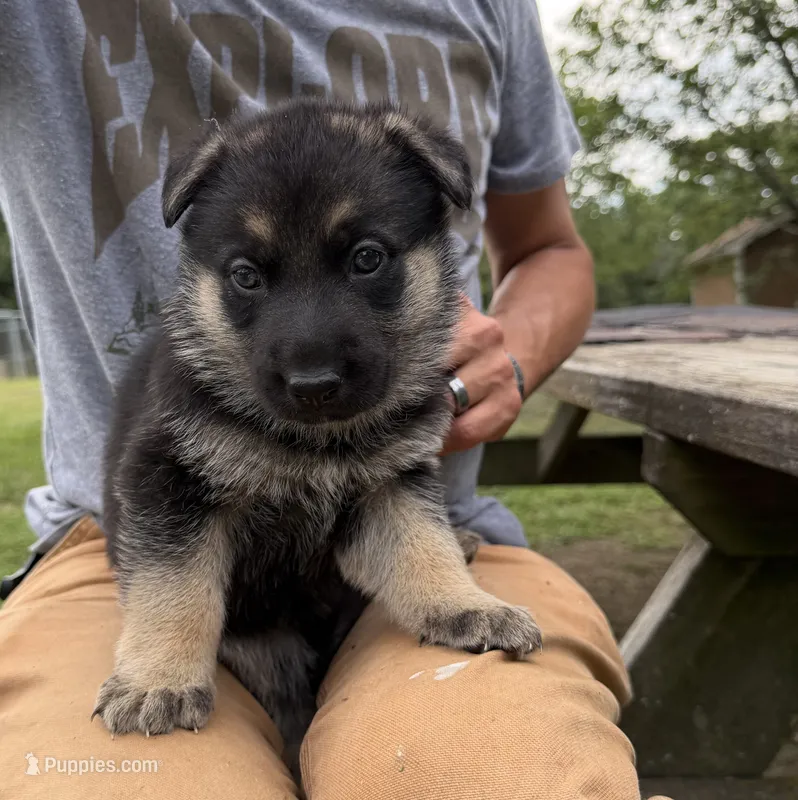 Pink Girl – German Shepherd Dog puppy for sale in Fort Ashby, WV