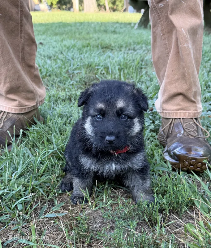 Coral Girl – German Shepherd Dog puppy for sale in Fort Ashby, WV