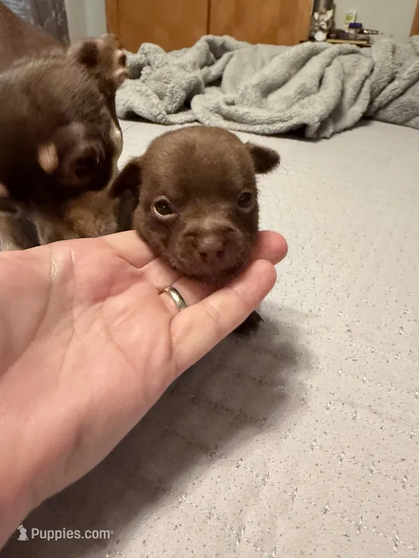 Brown Boy – Chihuahua puppy for sale in Fort Ashby, WV