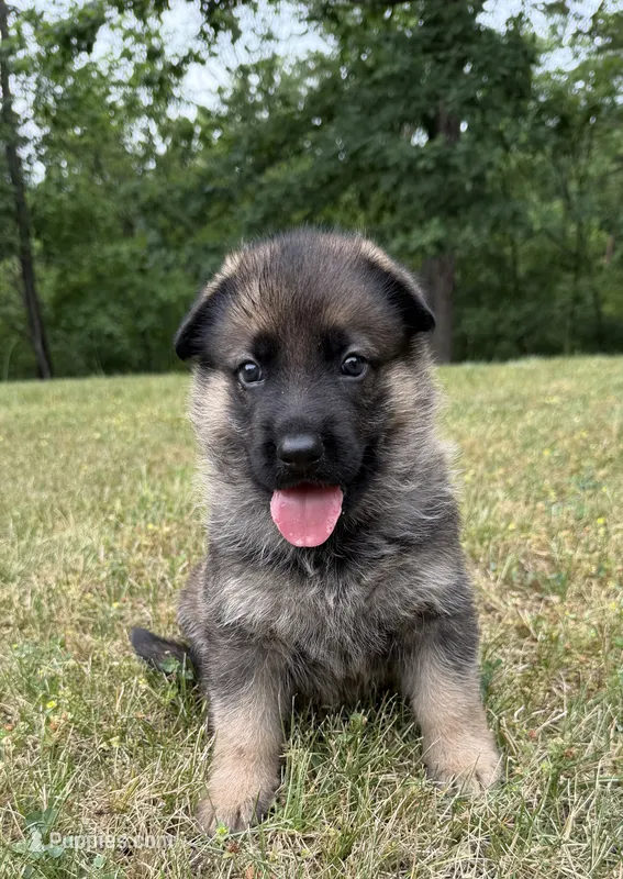 Blue Boy – German Shepherd Dog puppy for sale in Fort Ashby, WV