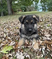 Purple Girl, a female German Shepherd Dog for sale in Fort Ashby, WV – 2 of 10