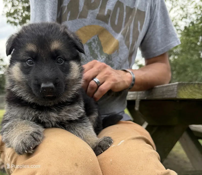 Coral Girl – German Shepherd Dog puppy for sale in Fort Ashby, WV