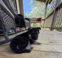 Purple Girl, a female German Shepherd Dog for sale in Fort Ashby, WV – 7 of 10