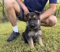 Purple Girl, a female German Shepherd Dog for sale in Fort Ashby, WV – 9 of 10