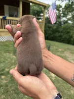 Brown Boy, a male Chihuahua for sale in Fort Ashby, WV – 2 of 2