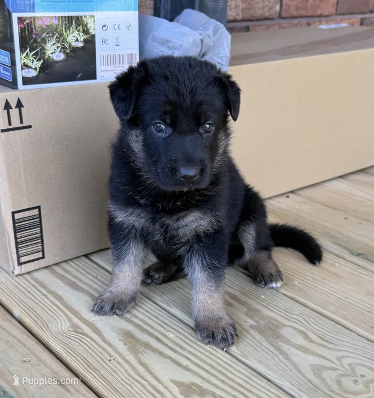 Purple Girl – German Shepherd Dog puppy for sale in Fort Ashby, WV