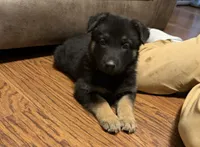 Coral Girl, a female German Shepherd Dog for sale in Fort Ashby, WV – 4 of 8