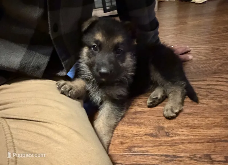 Purple Girl – German Shepherd Dog puppy for sale in Fort Ashby, WV