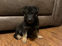 Coral Girl, a female German Shepherd Dog for sale in Fort Ashby, WV – 3 of 8