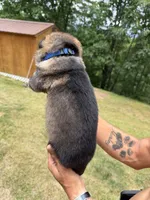Blue Boy, a male German Shepherd Dog for sale in Fort Ashby, WV – 2 of 2