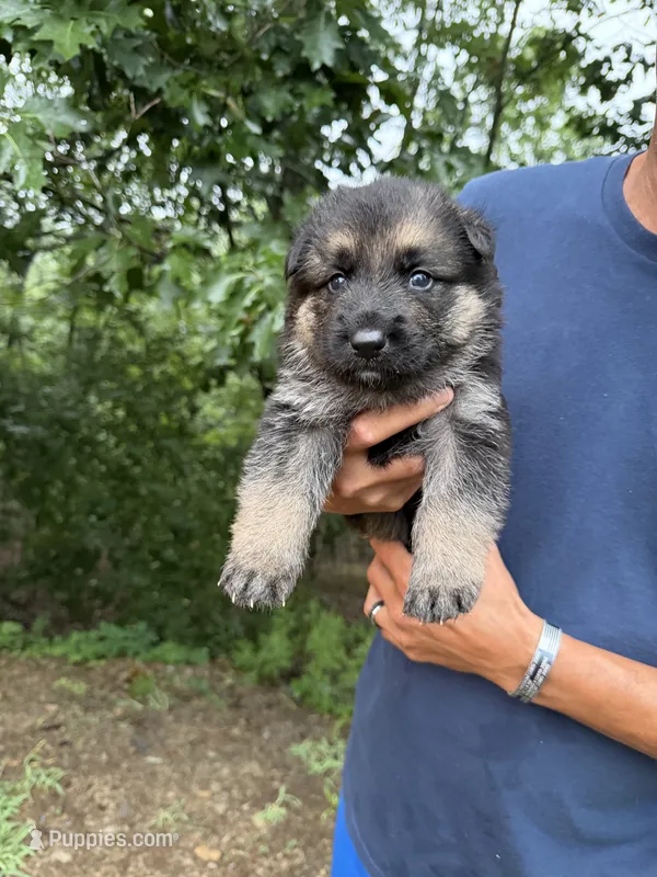 Blue Boy – German Shepherd Dog puppy for sale in Fort Ashby, WV